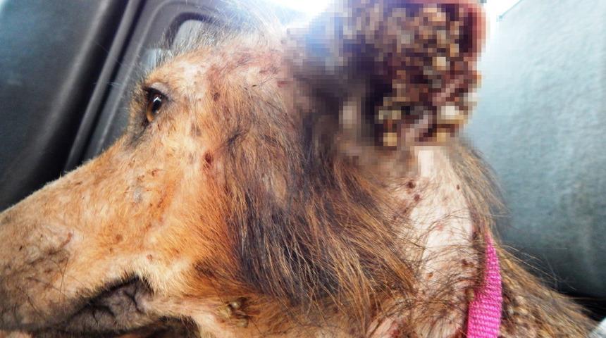 Köpeğin inanılmaz değişimi! Keneler vücudunu sarmış, diri diri yeniliyordu