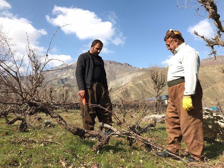 Üzüm bağlarında budama çalışması G1