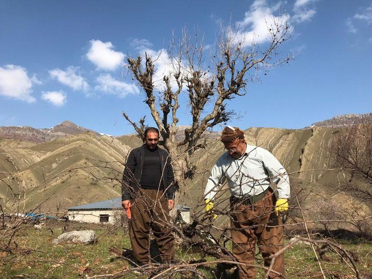 Üzüm bağlarında budama çalışması G2