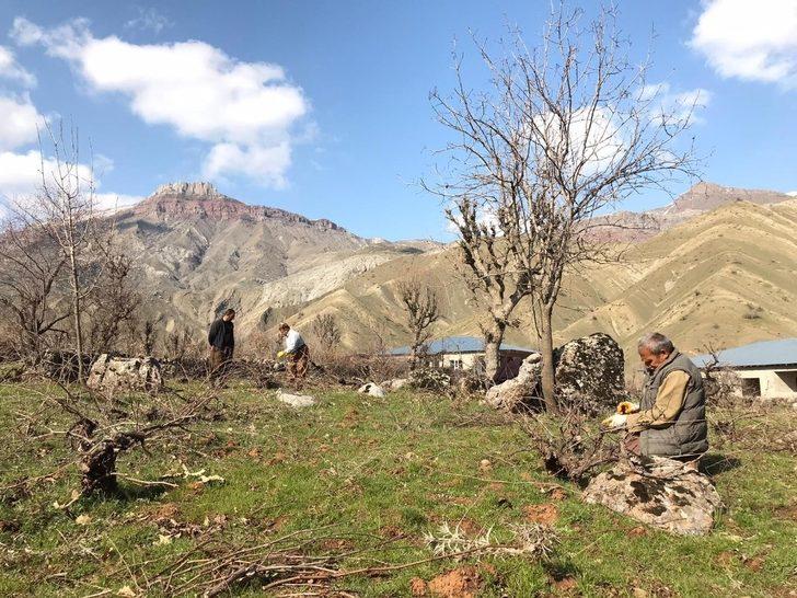 Üzüm bağlarında budama çalışması G3