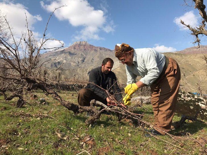 Üzüm bağlarında budama çalışması G4