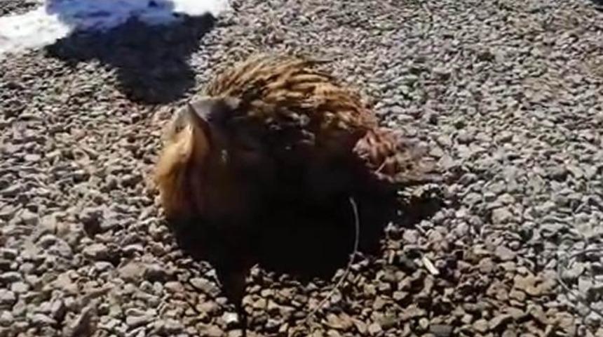 Nesli tükenme tehlikesi altında! Hint gölet balıkçıl kuşu, donmak üzereyken bulundu