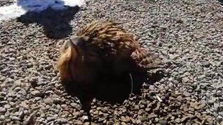 Nesli tükenme tehlikesi altında! Hint gölet balıkçıl kuşu, donmak üzereyken bulundu