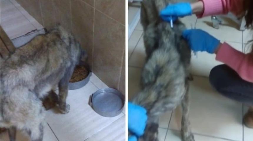 A&ccedil; kalan k&ouml;peğe sıcak yuva