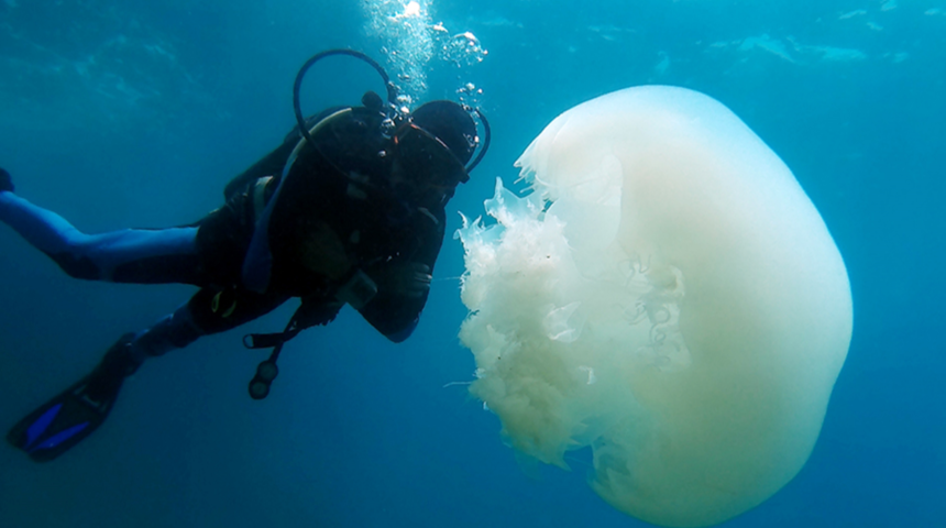 Antalya Körfezi'nde hareketli anlar! Başıboş denizanaları ve aslan balıkları görüldü