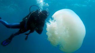 Antalya Körfezi'nde hareketli anlar! Başıboş denizanaları ve aslan balıkları görüldü