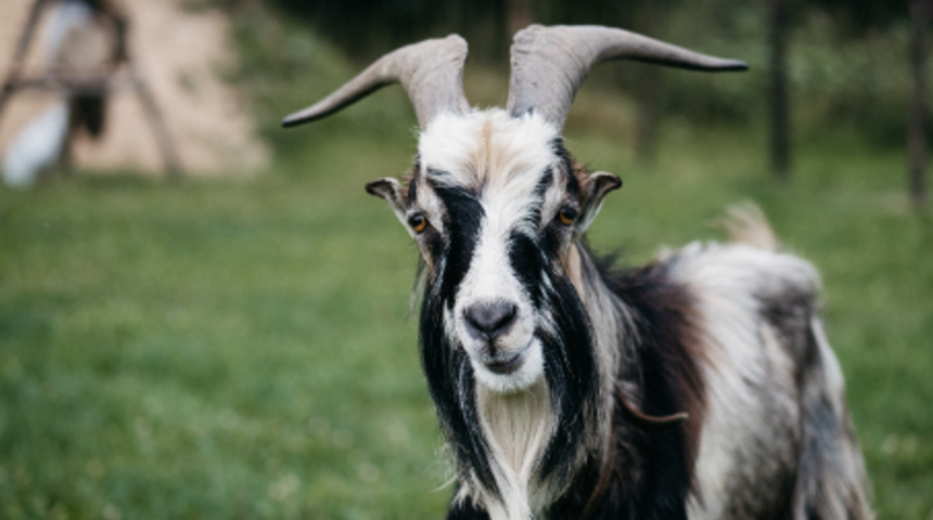 “Günah keçisi” deyiminin oldukça eski bir ritüle dayanan ilginç hikayesi