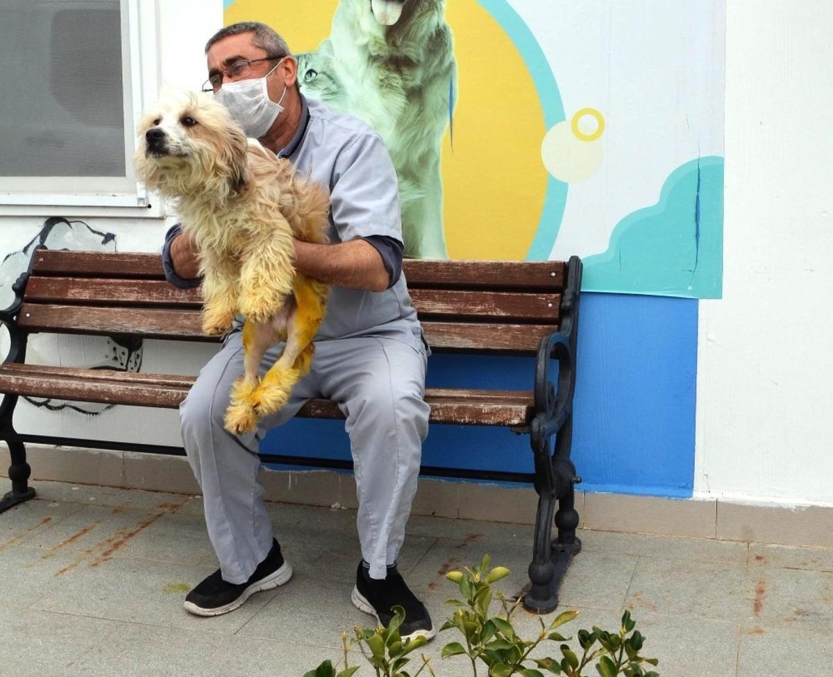 Ayakları kırılan k&ouml;pek tedavi edildi