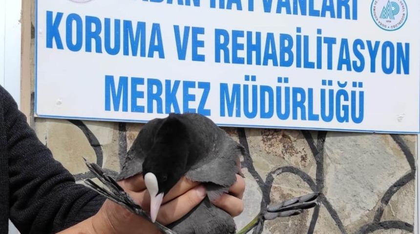 Tedavileri tamamlanan kuşlar doğaya bırakıldı