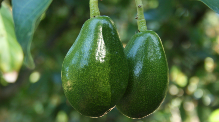 Libidoyu artıran yiyeceklere yenileri eklendi! O yiyecek testis anlamına geliyormuş