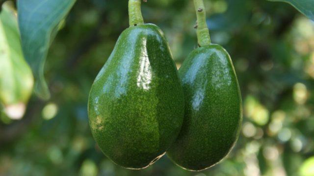 Libidoyu artıran yiyeceklere yenileri eklendi! O yiyecek testis anlamına geliyormuş