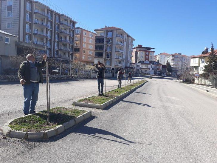 Gölbaşı ilçesinde ağaçlar budanıyor G2