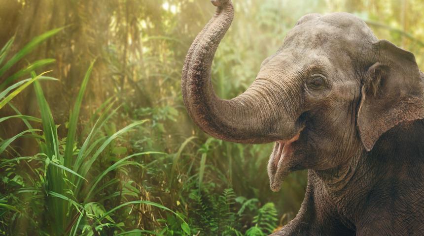 Tayland'da 31 yaşındaki fil 12 yıl önce kendisini tedavi eden veterineri tanıdı