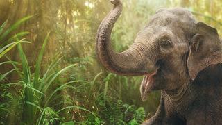 Tayland'da 31 yaşındaki fil 12 yıl önce kendisini tedavi eden veterineri tanıdı