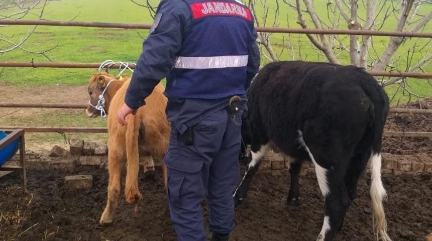 Kaybolan hayvanları, Jandarma 35 kilometre uzaklıkta buldu