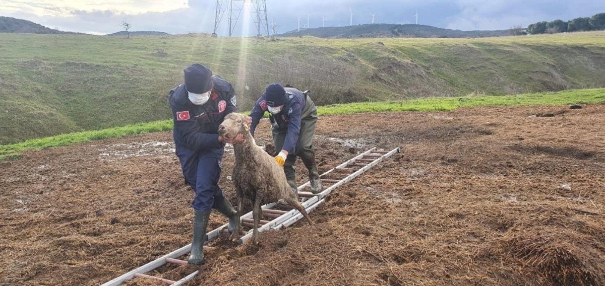 G&uuml;bre yığınına batan koyunu itfaiye kurtardı