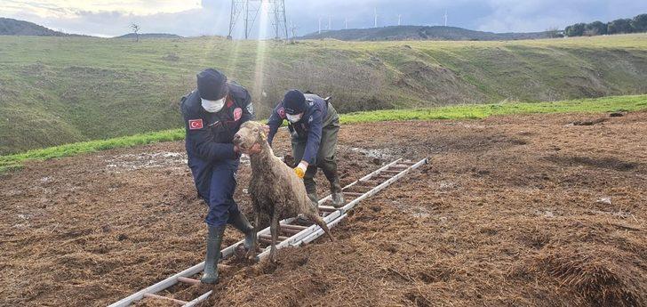 Gübre yığınına batan koyunu itfaiye kurtardı G1