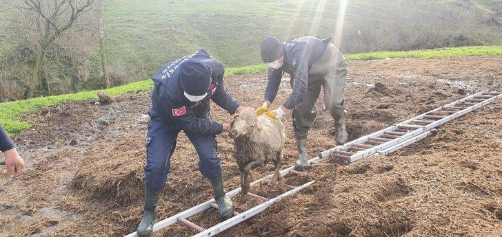 Gübre yığınına batan koyunu itfaiye kurtardı G2