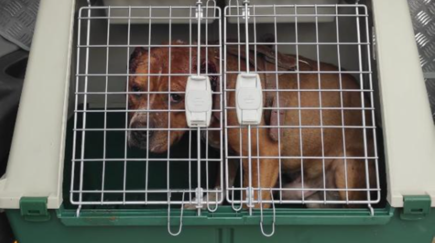 Köpeğe eziyet eden kişiye 11 bin 500 lira ceza kesildi