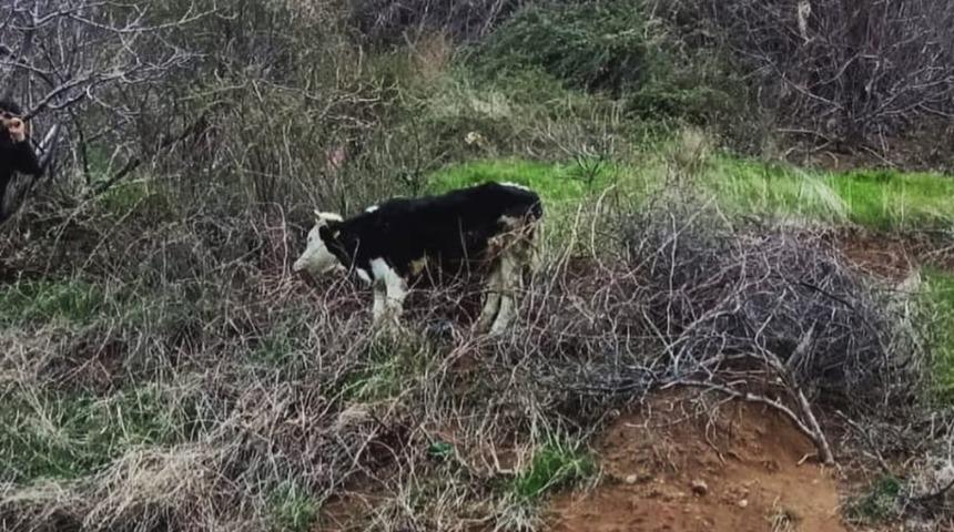 U&ccedil;urumun kenarında mahsur kalan inek kurtarıldı