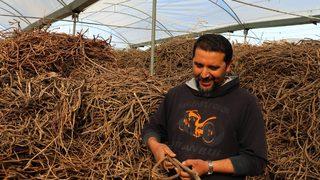 Doğadan meyan kökü toplayarak zengin oldu! Yıllık kazancı 1 milyon lira!
