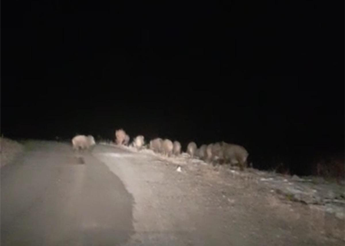 Gece karanlığında karşılarına domuz s&uuml;r&uuml;s&uuml; &ccedil;ıktı