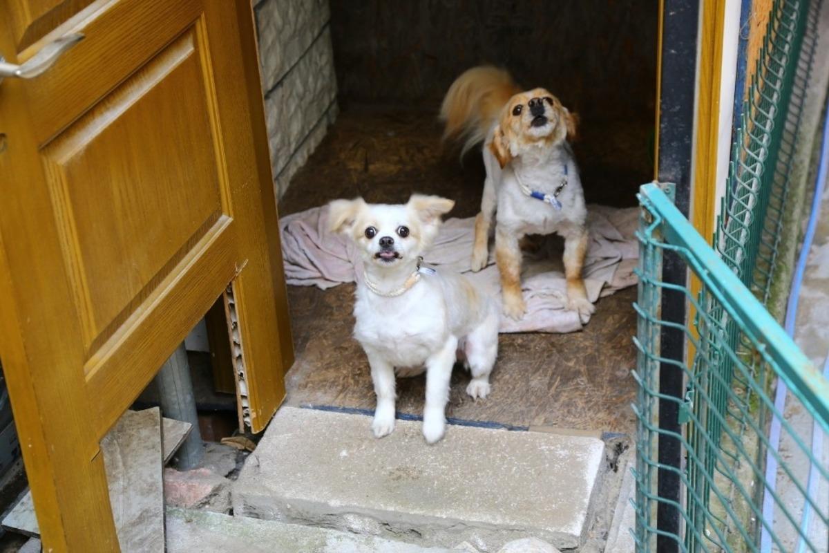 &Ccedil;alınan k&ouml;pekleri bulunan kadın sevindi