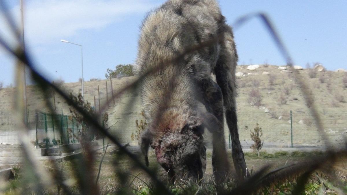 &Ouml;lmek &uuml;zere olan uyuz k&ouml;peğin tedavisi s&uuml;r&uuml;yor