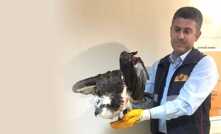 Yaralı balıkçıl kartal kurtarıldı G1