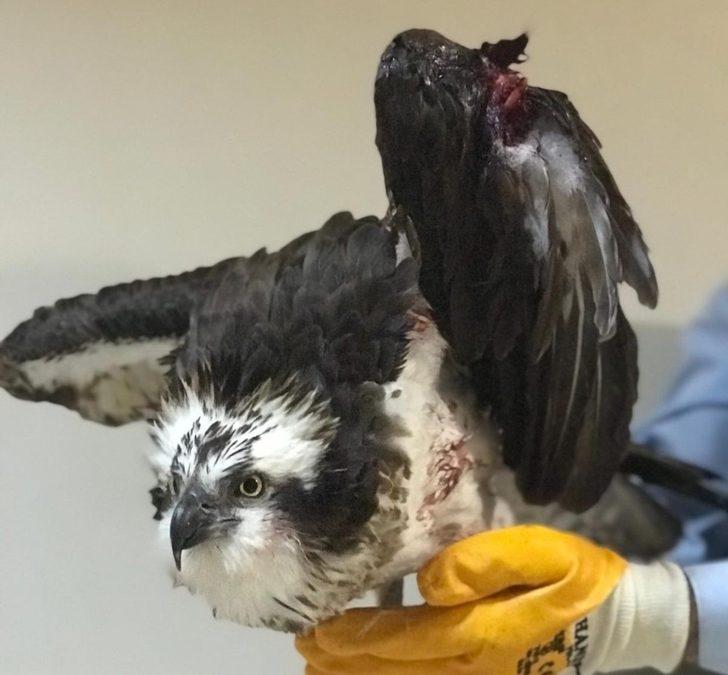 Yaralı balıkçıl kartal kurtarıldı G2