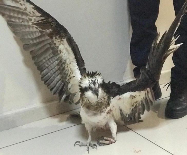 Yaralı balıkçıl kartal kurtarıldı G3