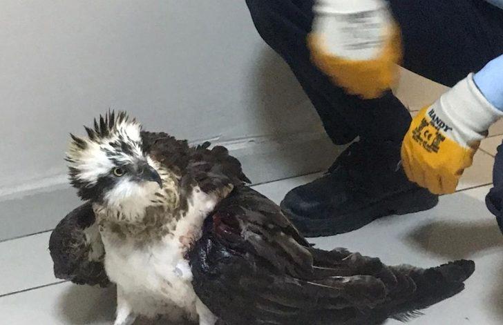 Yaralı balıkçıl kartal kurtarıldı G4