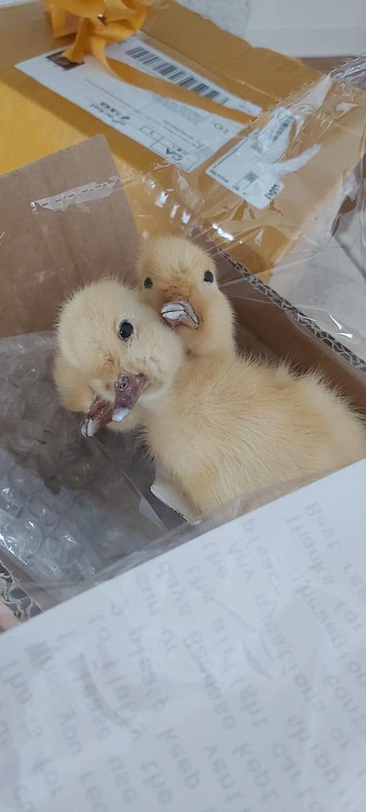 Kanada'da Çin'den gönderilen kargodan çıkan şey şaşırttı! G5