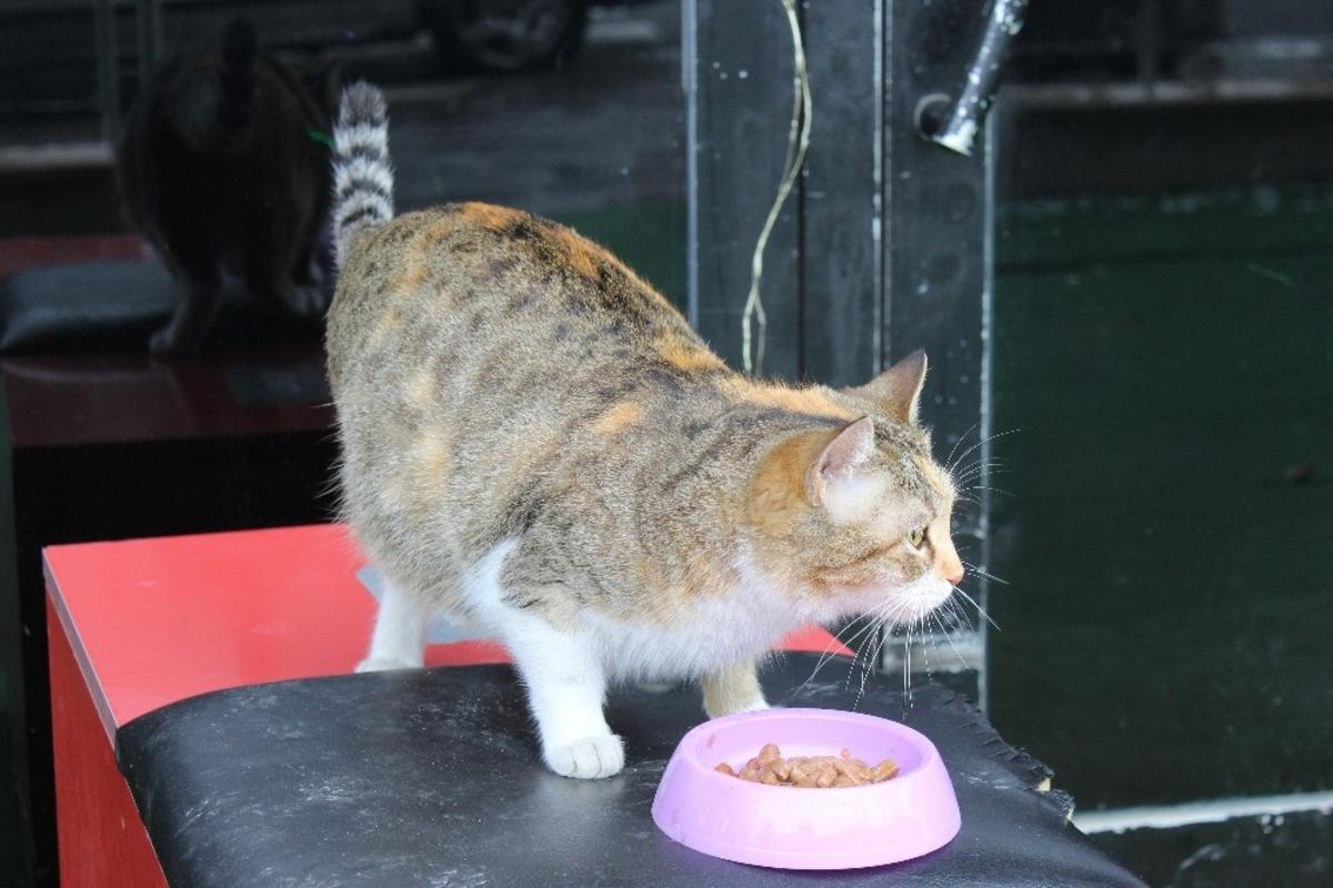 Başkent&rsquo;teki hamile kediye saldırı