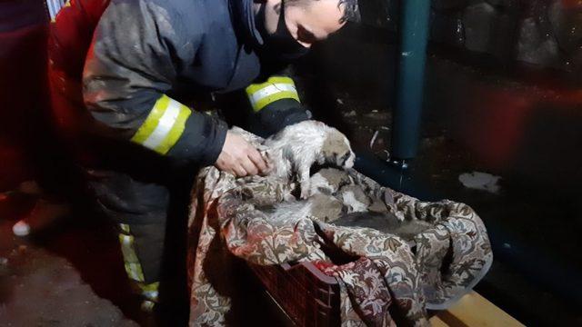 Boğulmak üzere olan yavru köpekleri itfaiye kurtardı