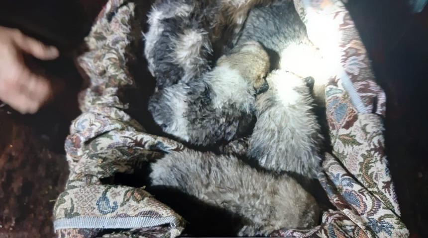 Boğulmak &uuml;zere olan yavru k&ouml;pekleri itfaiye kurtardı