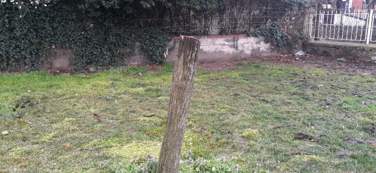 &Uuml;sk&uuml;dar&rsquo;da gece yarısı elektrikli testereyle ağa&ccedil; kesenler su&ccedil;&uuml;st&uuml; yakalandı