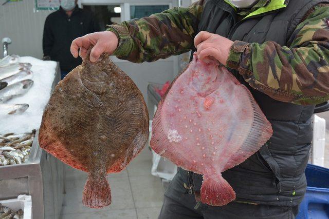 Kalkan balığı tadımlık oldu, fiyatı cep yakıyor