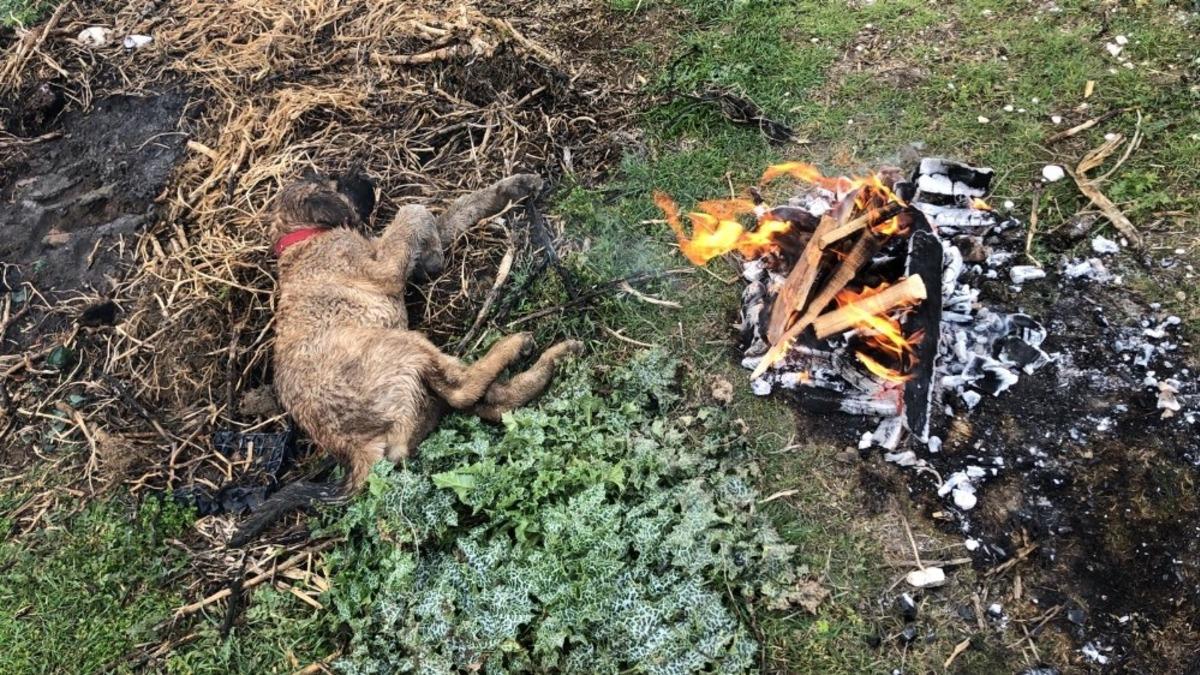 &Ouml;lmek &uuml;zere olan yavru k&ouml;peğe &ccedil;ift&ccedil;i sahip &ccedil;ıktı