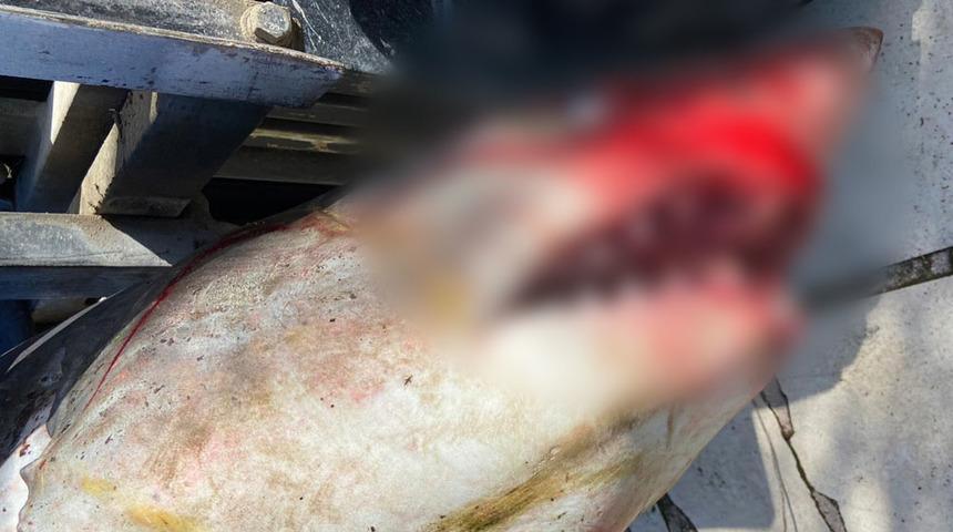 Boyu 3 metre! Nesli tükenmek üzere olan köpek balığı sahile vurdu