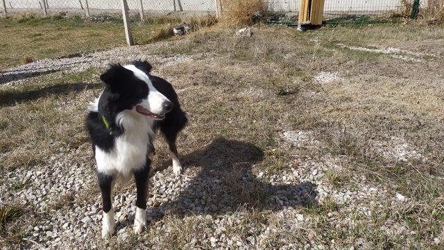 Türkiye'de ilk! Dedektör köpek koronavirüsü teşhis ediyor