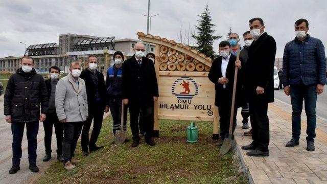 OMÜ Kurupelit Yerleşkesi ıhlamurlarla yeşillenecek