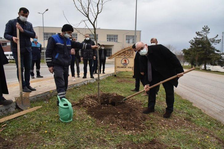 OMÜ Kurupelit Yerleşkesi ıhlamurlarla yeşillenecek G3