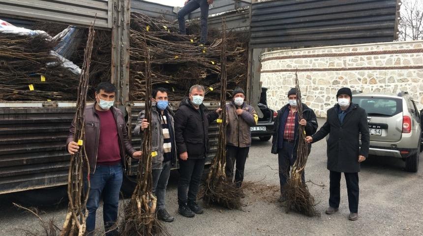 Beyşehir&rsquo;de ceviz &uuml;retimi yaygınlaşacak
