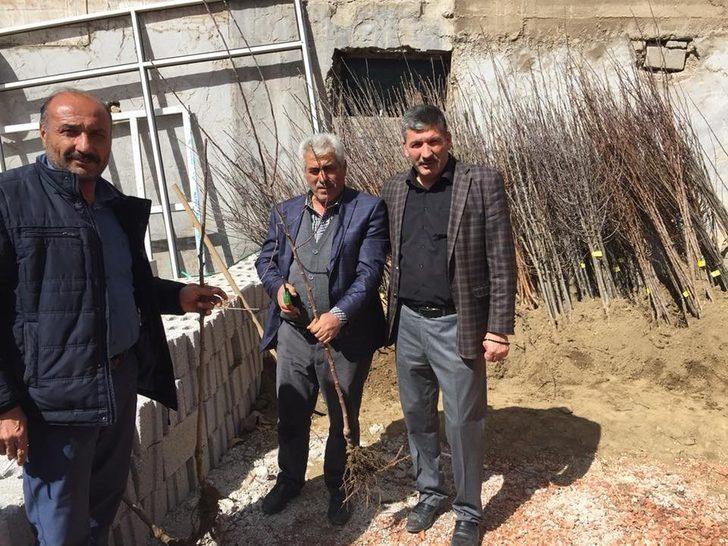 Akdağmadeni’nde meyve fidanı  ve tohum satışına başlandı G2