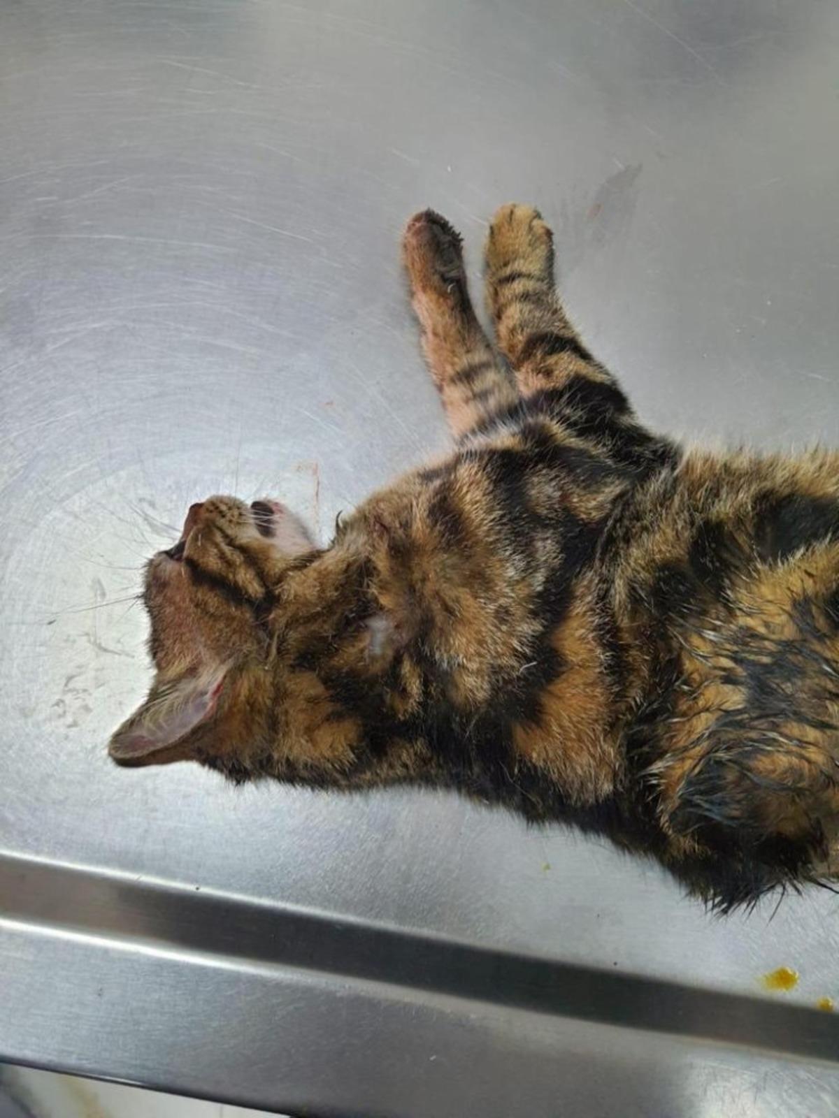 Sopayla &ouml;nce kediye eziyet etti sonra kendisini uyaran zabıtaya saldırdı