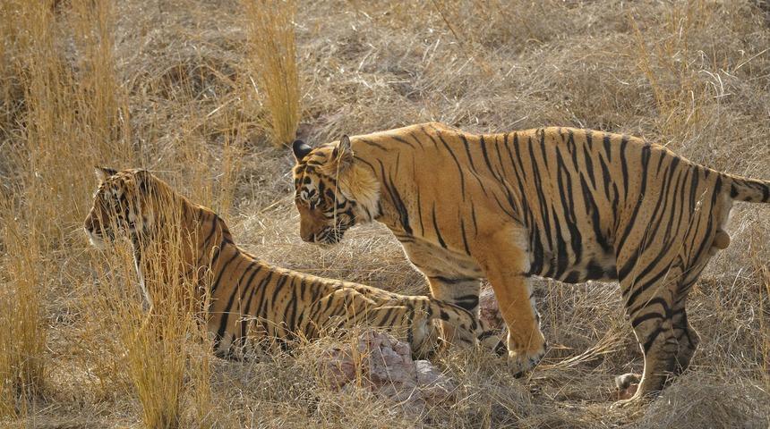 Tembel ayının dev kaplanlarla mücadelesi! Tam çiftleştikleri sırada geldi ama...