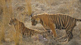 Tembel ayının dev kaplanlarla mücadelesi! Tam çiftleştikleri sırada geldi ama...