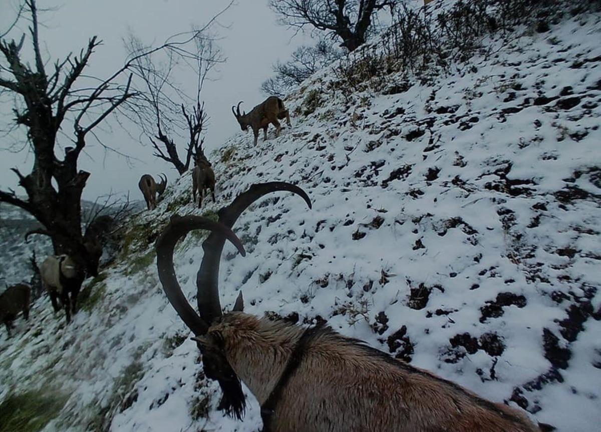 Tunceli&rsquo;de yaban ke&ccedil;ileri s&uuml;r&uuml; halinde foto kapanla g&ouml;r&uuml;nt&uuml;lendi