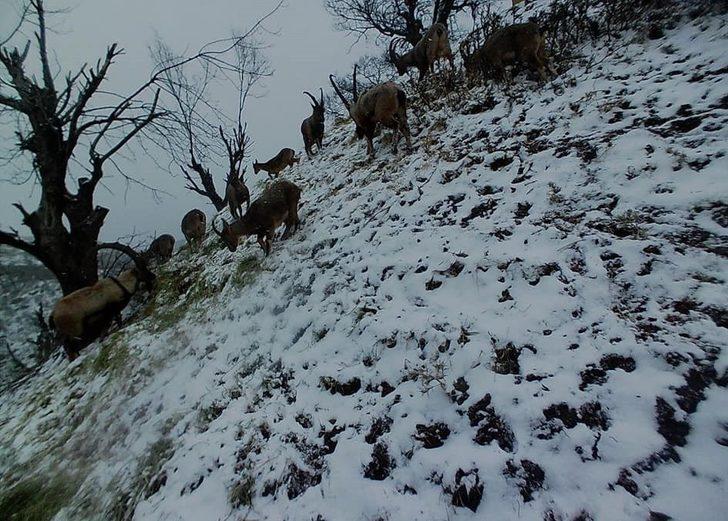 Tunceli’de yaban keçileri sürü halinde foto kapanla görüntülendi G2